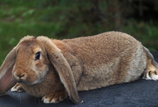 Küülikute müük, tõug Prantsuse päss