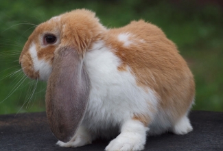 Küülikute müük, tõug Prantsuse päss