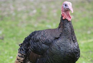 Laiarinnaline pronkskalkun, foto Estfarm