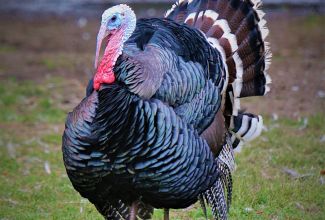 Laiarinnaline pronkskalkun, foto Estfarm