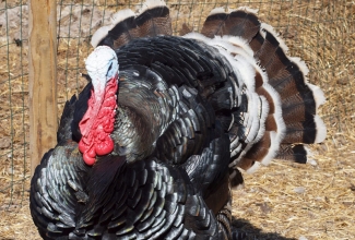 Laiarinnaline pronkskalkun, foto Estfarm