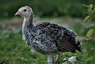 Pronkskalkuni noorlind, foto Estfarm