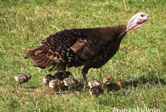 Pronkskalkuni emaslind koos tibudega, foto Estfarm