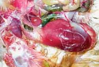 Tugevalt välja veninud lihasmagu.