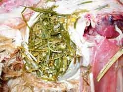 Muru ja teiste kiuliste materjalidega täidetud pugu. Näha on ka rinnalihase kärbumist (all paremal).