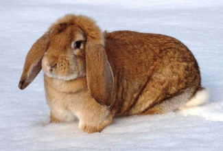 Põhikarja Prantsuse päss EstFarm Shenna, rahvusvahelise fotokonkursi II koht