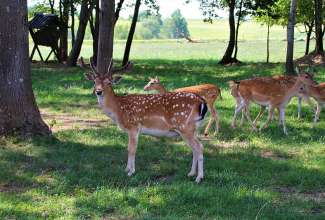 Raiba-Plunksna-linnupargi-kulastus-16