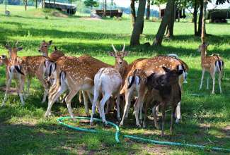 Raiba-Plunksna-linnupargi-kulastus-17