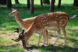 Raiba-Plunksna-linnupargi-kulastus-18