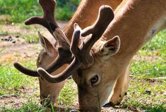 Raiba-Plunksna-linnupargi-kulastus-19