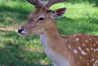 Raiba-Plunksna-linnupargi-kulastus-20