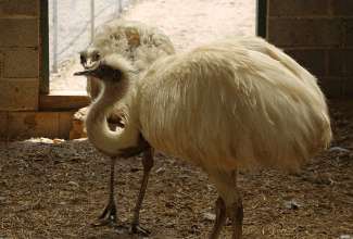 Raiba-Plunksna-linnupargi-kulastus-26