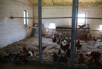 Raiba-Plunksna-linnupargi-kulastus-27