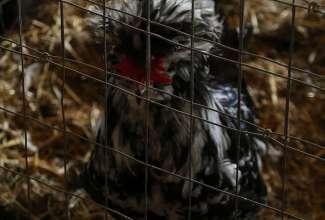 Raiba-Plunksna-linnupargi-kulastus-31