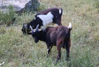 Raiba-Plunksna-linnupargi-kulastus-40