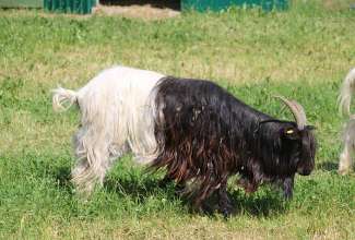 Raiba-Plunksna-linnupargi-kulastus-41