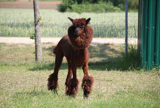 Raiba-Plunksna-linnupargi-kulastus-43