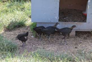 Raiba-Plunksna-linnupargi-kulastus-44