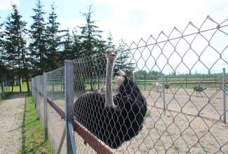 Raiba-Plunksna-linnupargi-kulastus-46