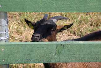 Raiba-Plunksna-linnupargi-kulastus-47