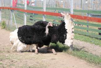 Raiba-Plunksna-linnupargi-kulastus-48