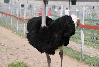 Raiba-Plunksna-linnupargi-kulastus-49