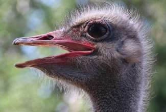 Raiba-Plunksna-linnupargi-kulastus-50