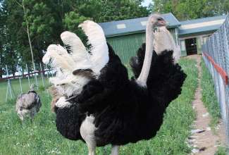 Raiba-Plunksna-linnupargi-kulastus-51