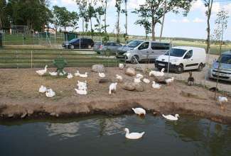 Raiba-Plunksna-linnupargi-kulastus-53