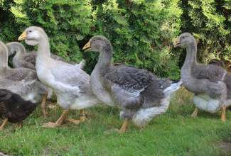 Raiba-Plunksna-linnupargi-kulastus-79