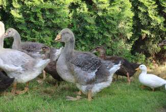 Raiba-Plunksna-linnupargi-kulastus-80