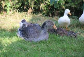 Raiba-Plunksna-linnupargi-kulastus-81