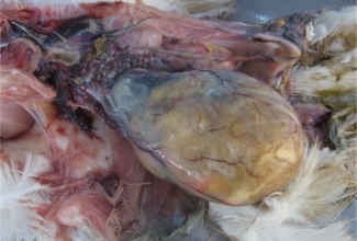 Rebuperitoniit, foto: https://www.ncbi.nlm.nih.gov/pmc/articles/PMC3805102/