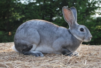 Küüliku tõug chinchilla reks, foto Estfarm