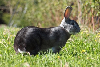 Küüliku tõug chinchilla reks, foto Estfarm