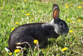 Küüliku tõug chinchilla reks, foto Estfarm