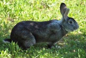 Küüliku tõug chinchilla reks, foto Estfarm