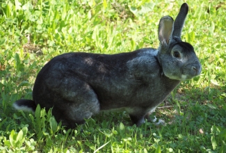 Küüliku tõug chinchilla reks, foto Estfarm