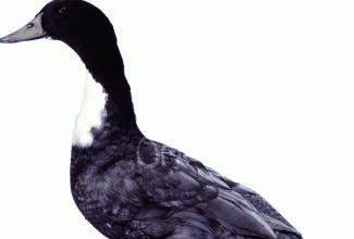 Rootsi sinine, isane part, foto: https://www.omlet.co.uk/breeds/ducks/swedish