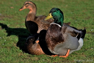 Ruaani pardid, foto Estfarm