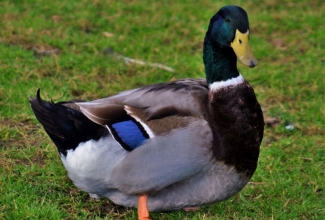 Ruaani part, foto Estfarm