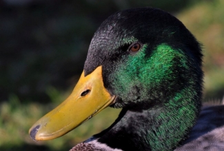 Ruaani part, foto Estfarm