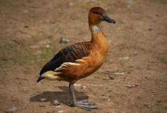 Ruuge vilepart, foto Estfarm