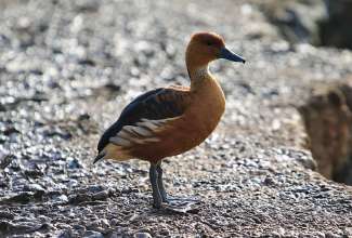 Ruuge vilepart, foto Estfarm