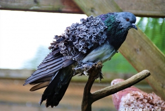 Säbarsulgne tuvi, foto Estfarm