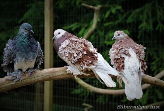 Säbarsulgne tuvi, foto Estfarm