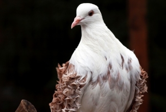 Säbarsulgne tuvi, foto Estfarm