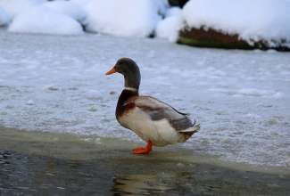 Saksimaa part, foto Estfarm