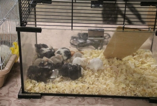 Šiauliai kodulindude ja küülikute näitus 2020