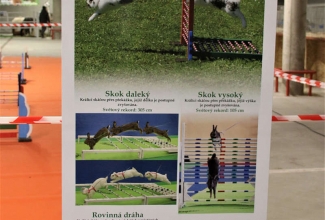 Šiauliai kodulindude ja küülikute näitus 2020